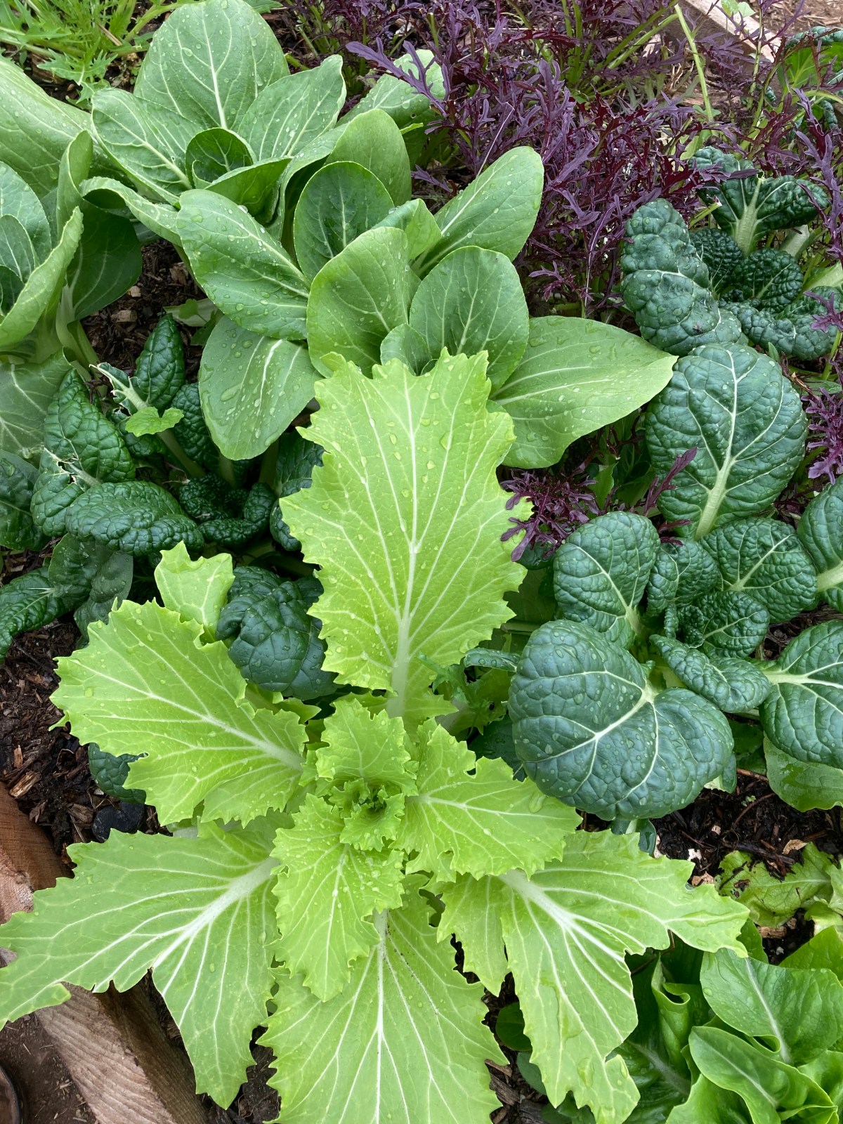 Kale and other greens 