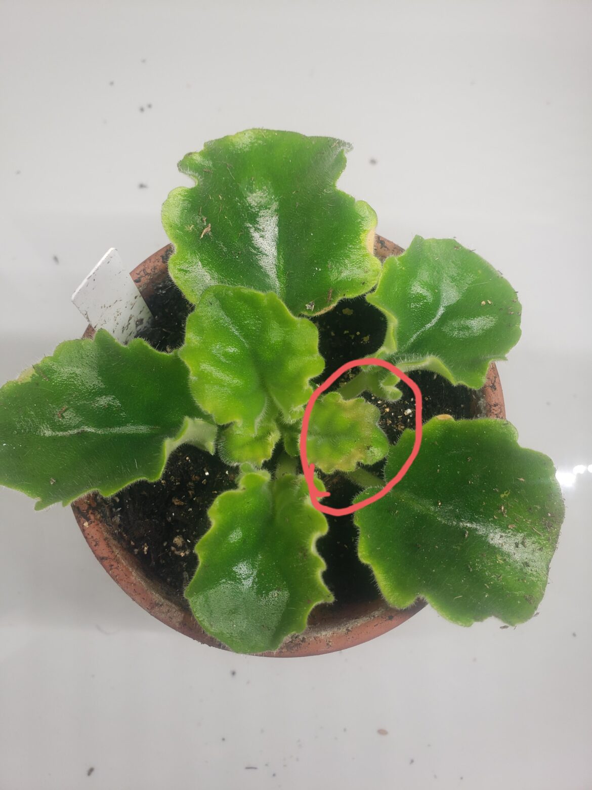 Discoloration on leaf