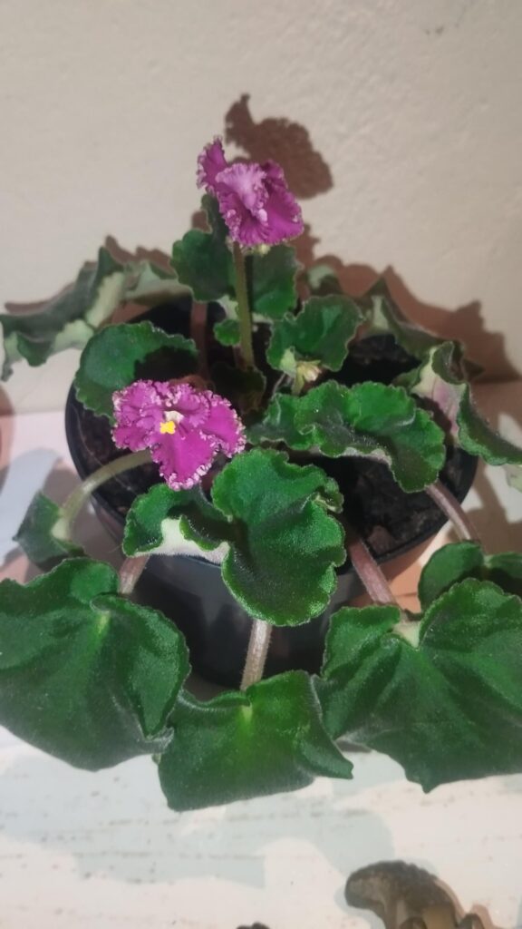 Has anyone pollinated the violet and collected seeds?