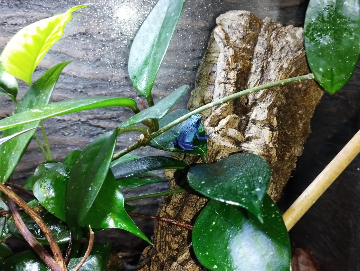 Even dart frogs love Hoyas :)