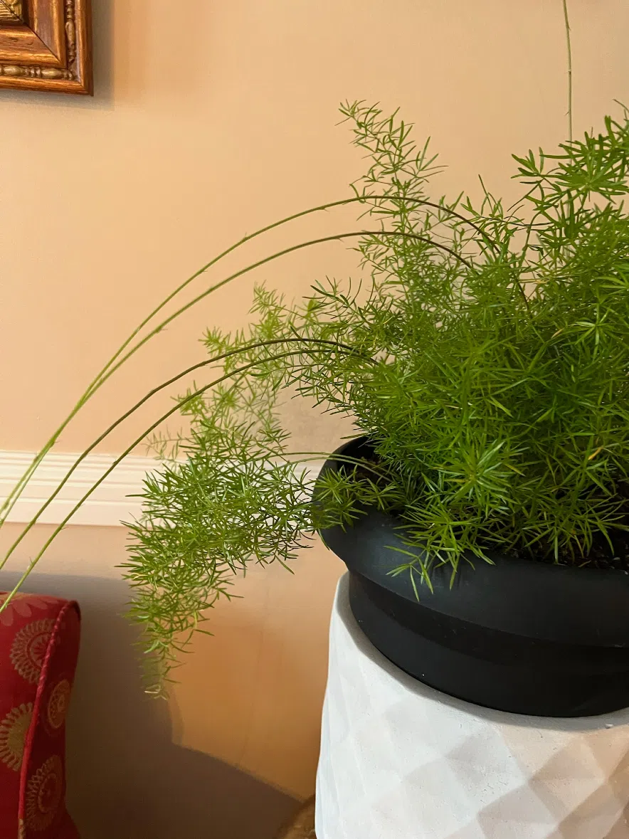 An asparagus fern.