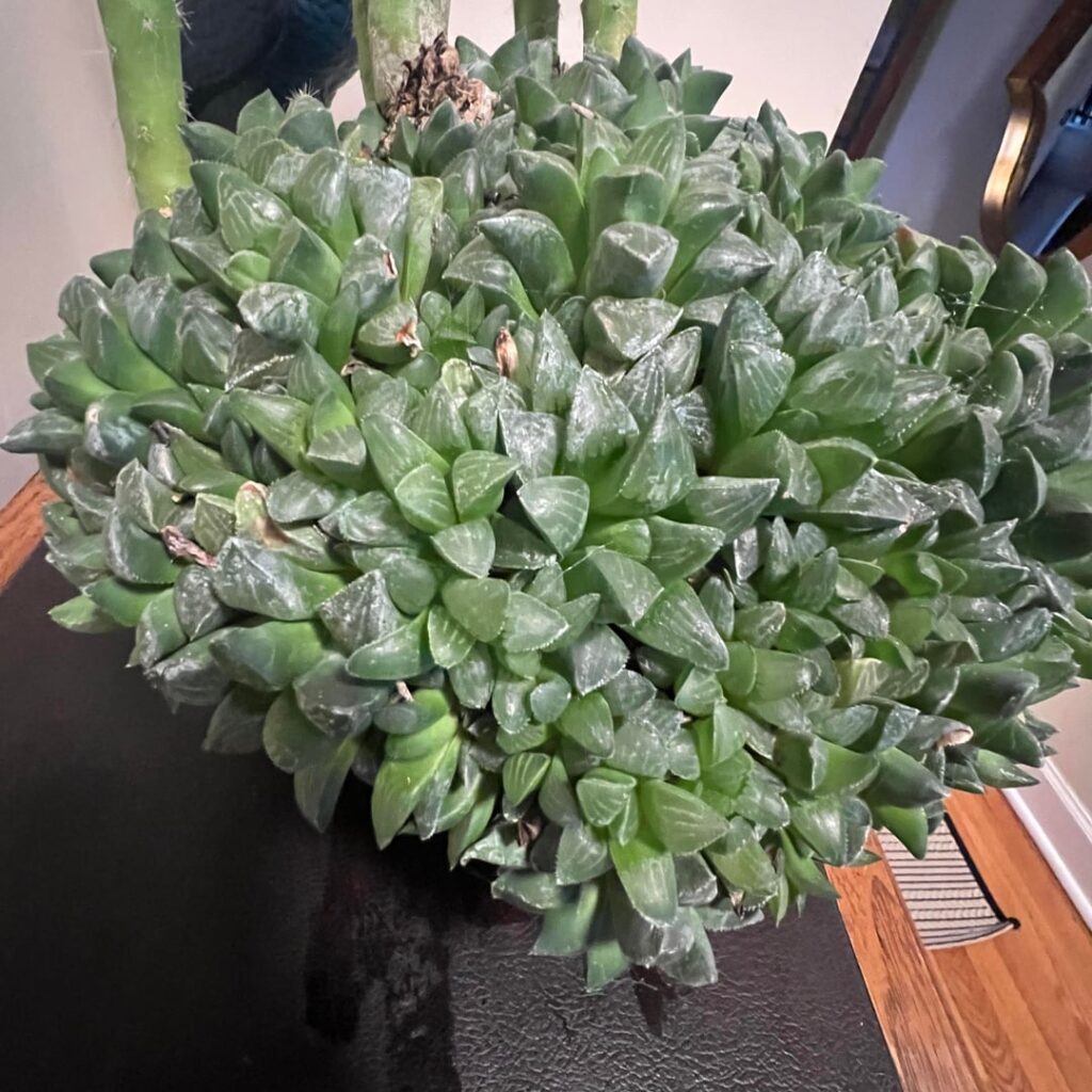 One of the many succulents I got at an estate sale this week! I’ll post each one (including the 50 year old jade) individually…