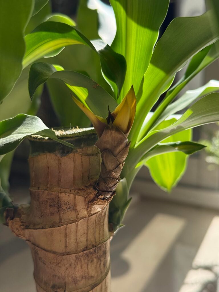 Dracaena Help Dracaena Help