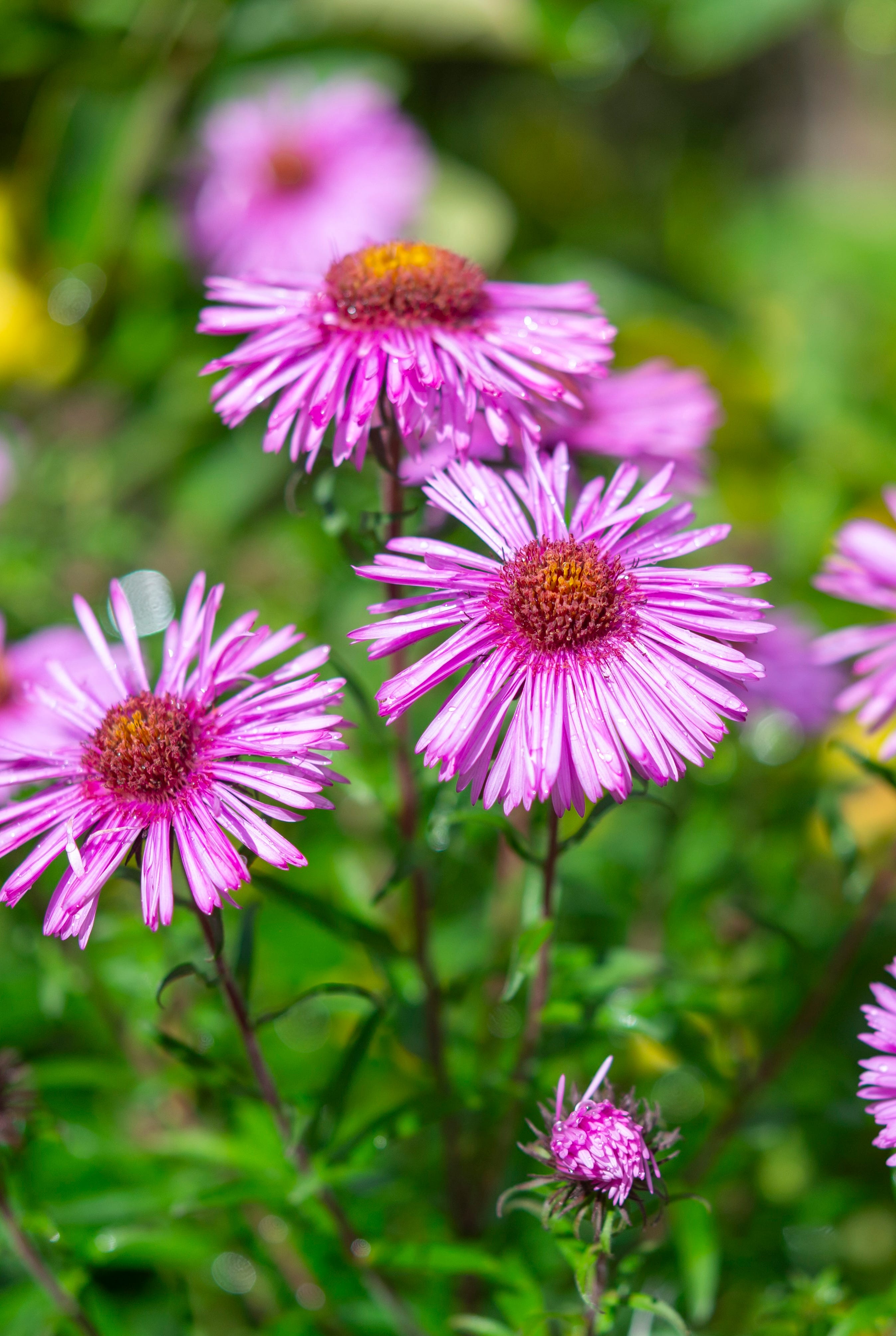 aster flowers