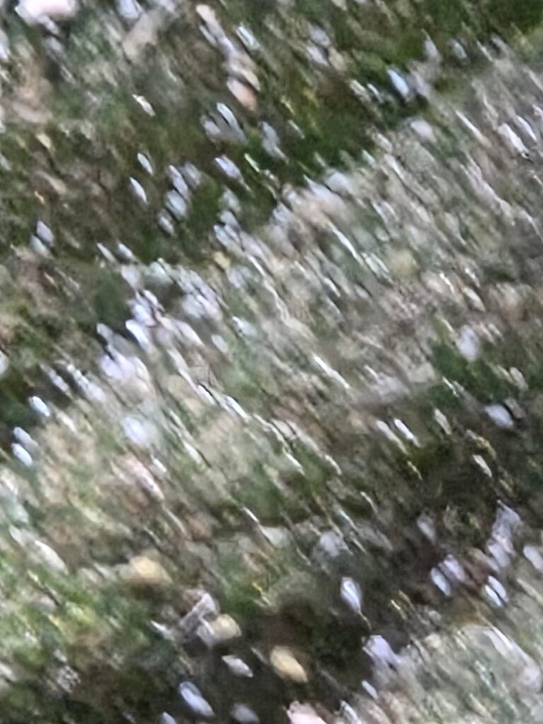 Pest ID Help Please (Strawberries) Pest ID Help Please (Strawberries)