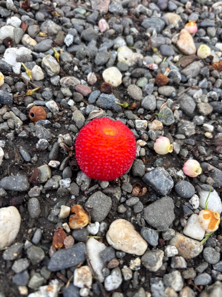 Trying to figure out what these fruit/berries are. Took a picture of a tree they were nearby too but didn’t see any in the tree