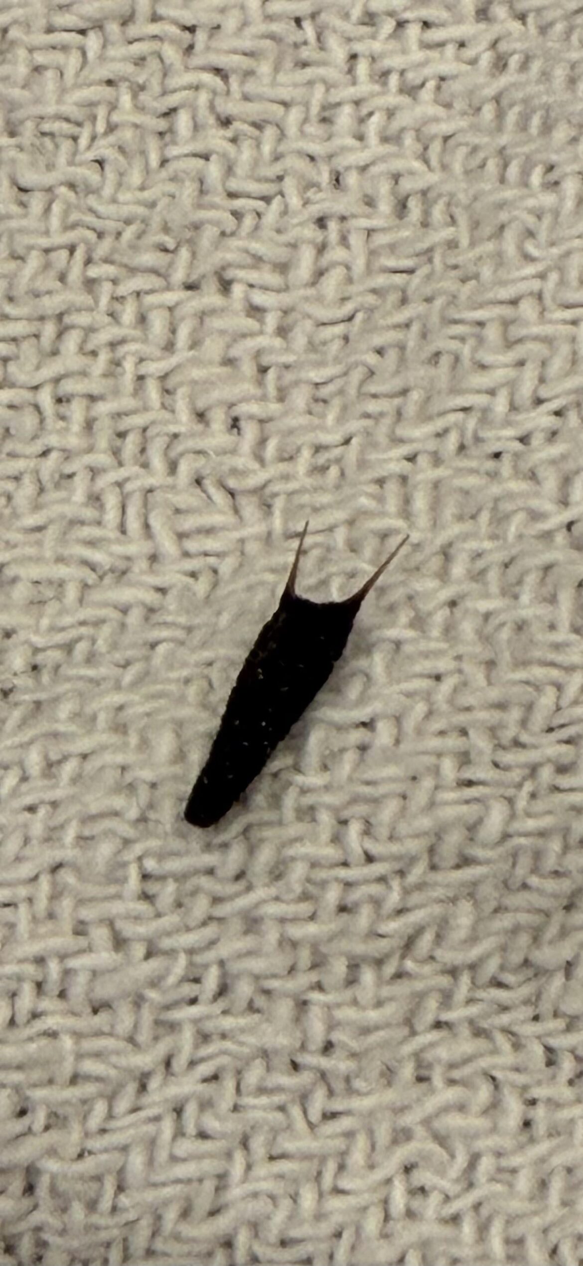 Can you identify this? My dog comes in from the yard covered by these.