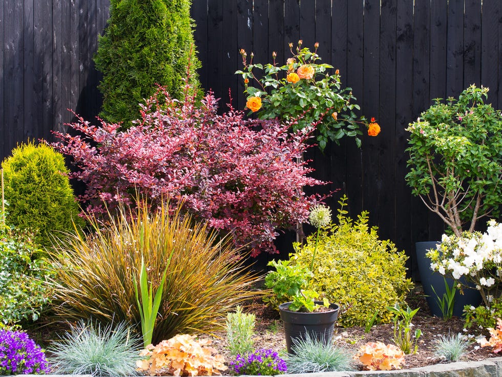 flower plant bed in garden park. red berberis, roses, thuja, heuchera, lupine flowers, iris, blue fescue