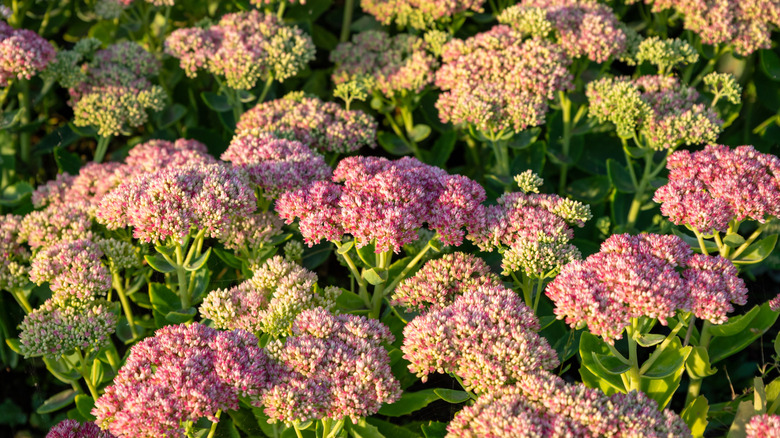 close up of autumn joy stonecrop