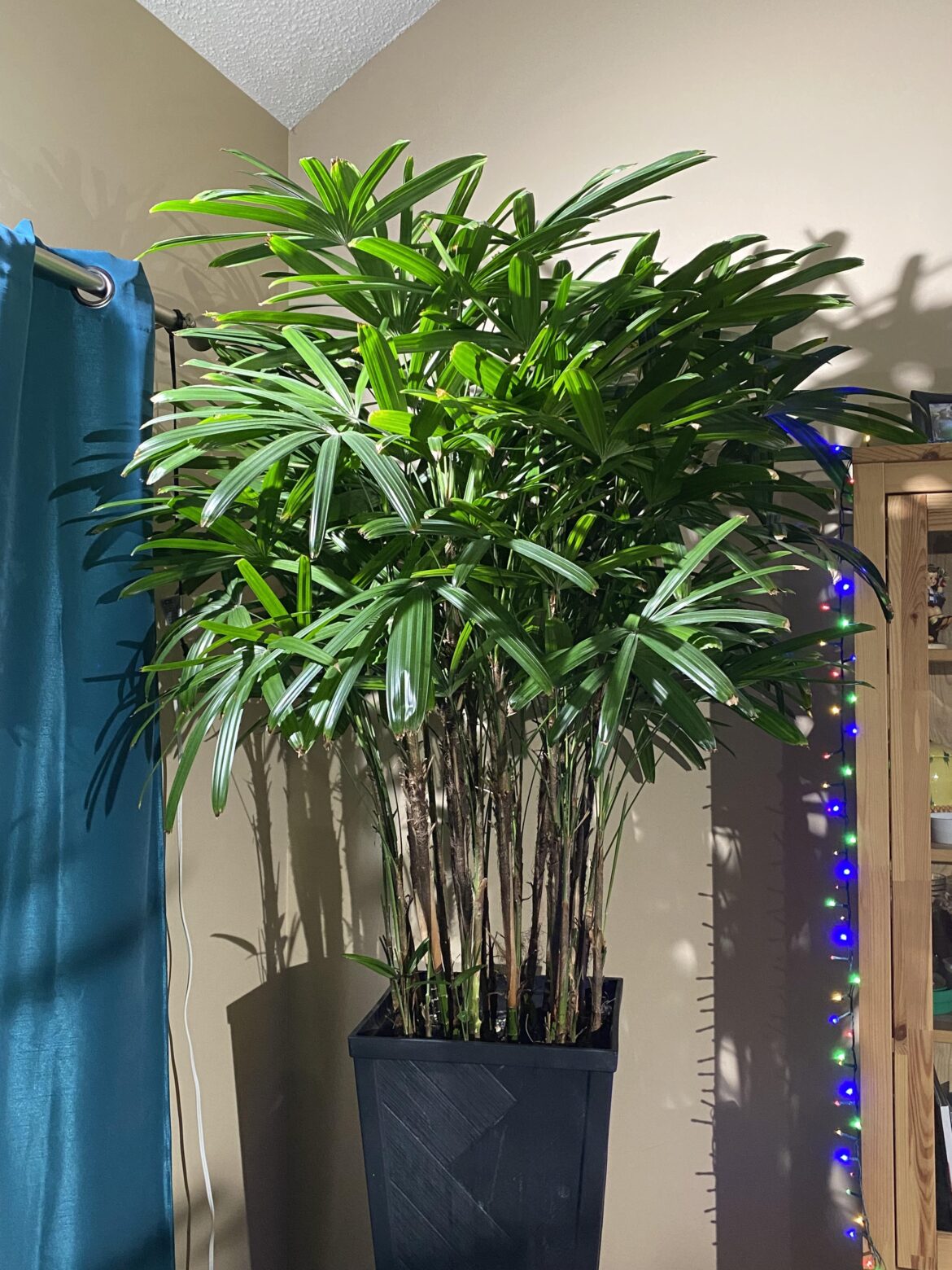 12 year old Rhapis excelsa
