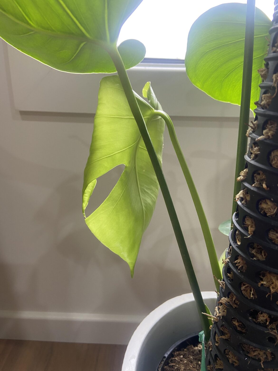 My Monstera FINALLY DID IT!!! My Monstera FINALLY DID IT!!!