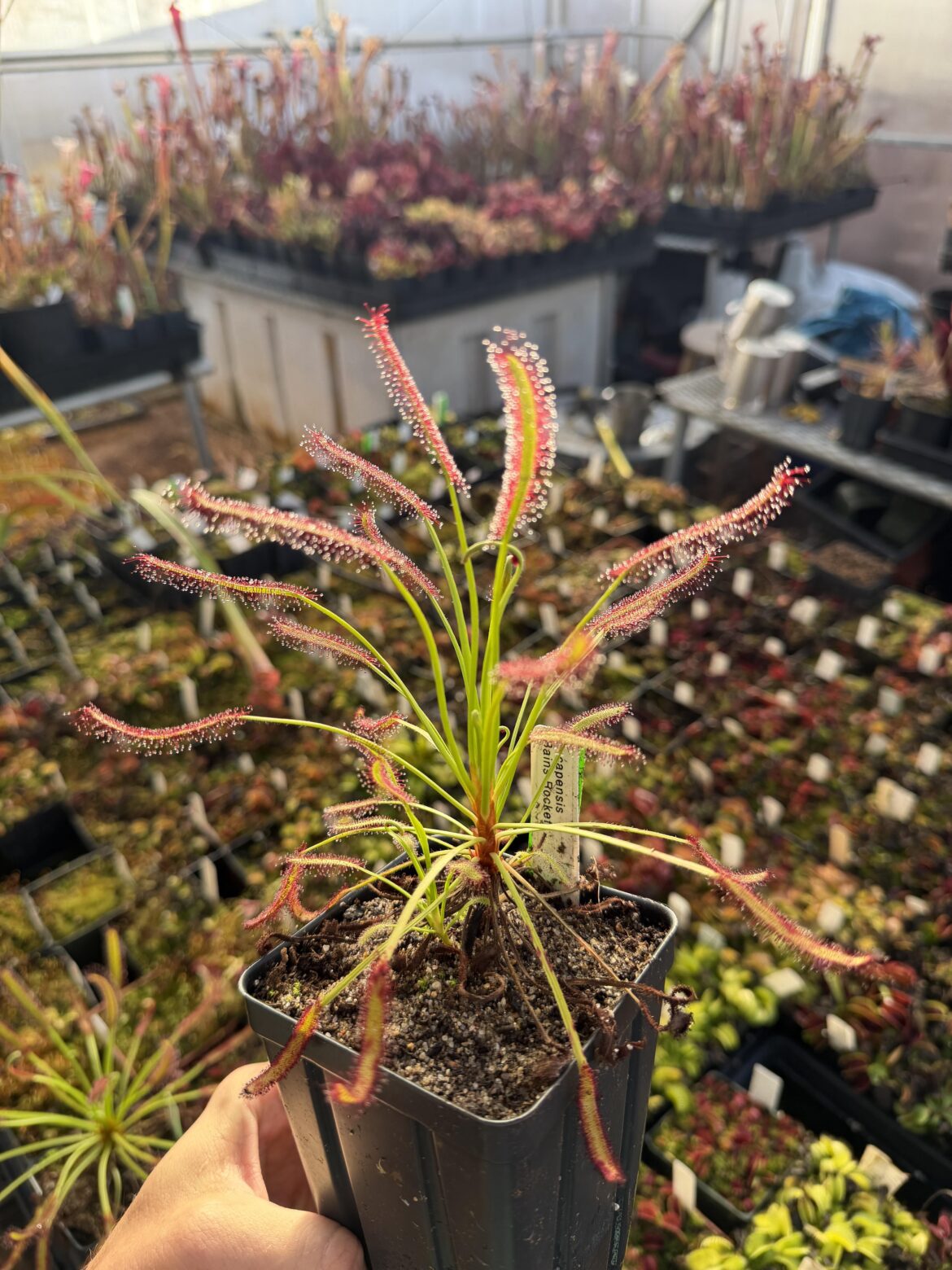 What is the best sundew and why is it D. capensis?