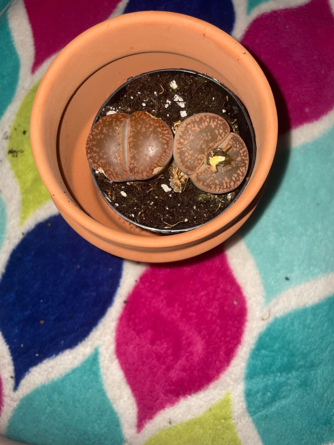 Got some of my first Lithops