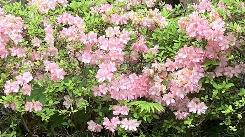 Pink azalea bush full of flowers.