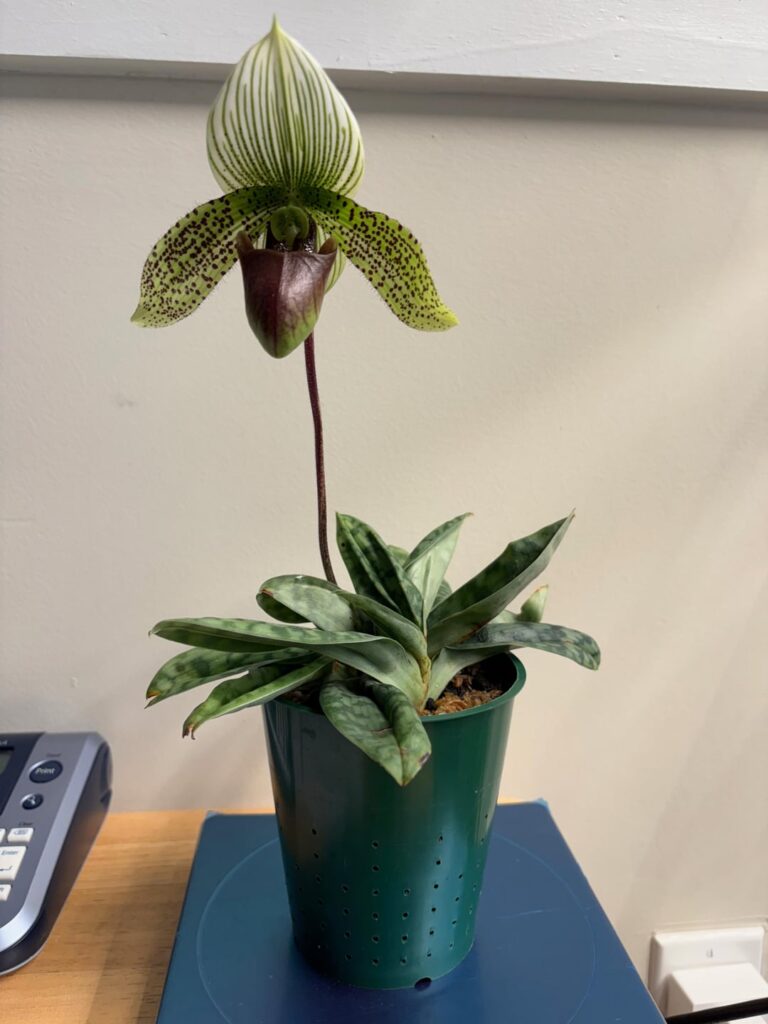 First bloom on my own!! First bloom on my own!!