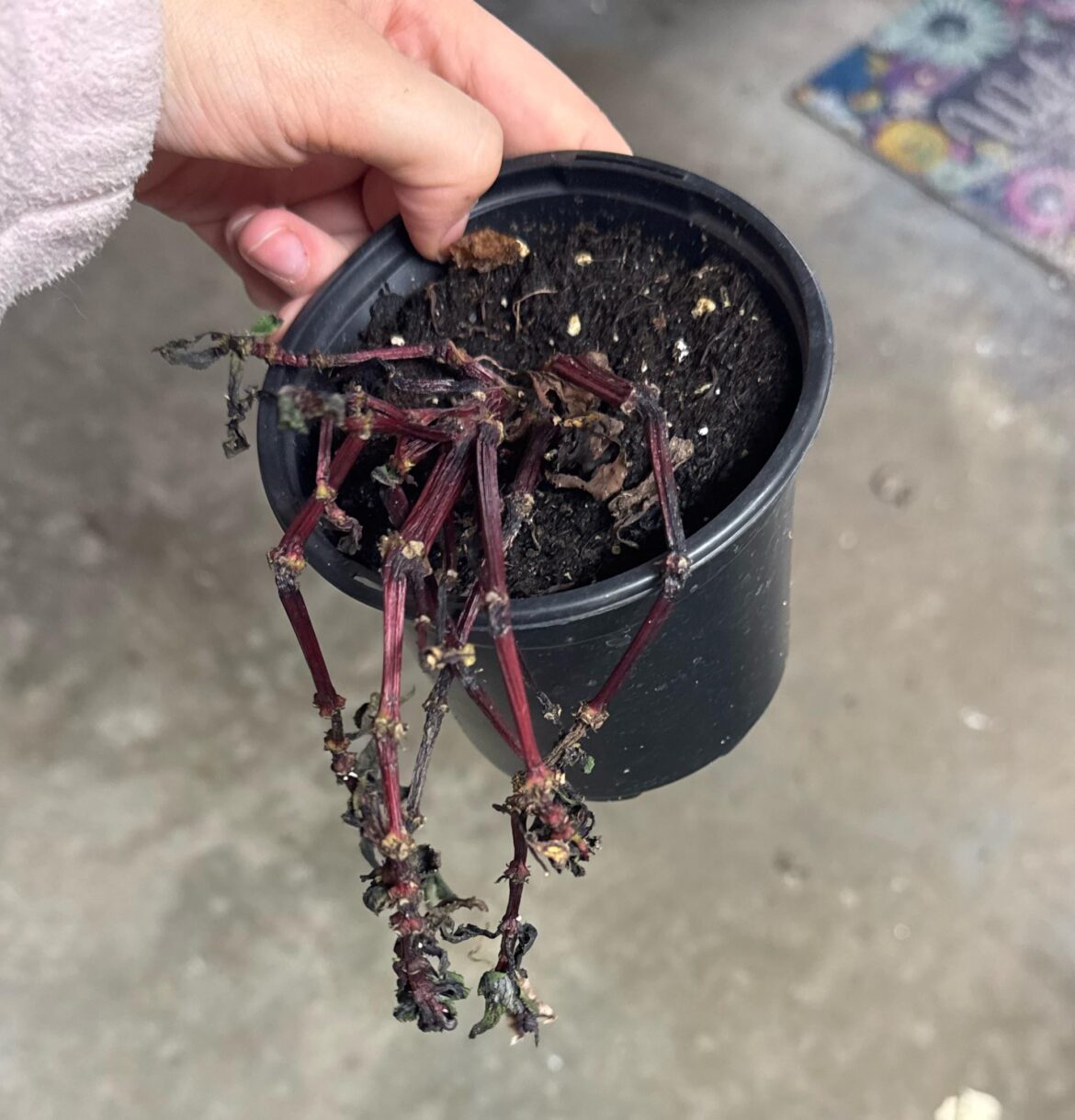 New Guinea impatient fell behind my plant shelf any chance of saving it???