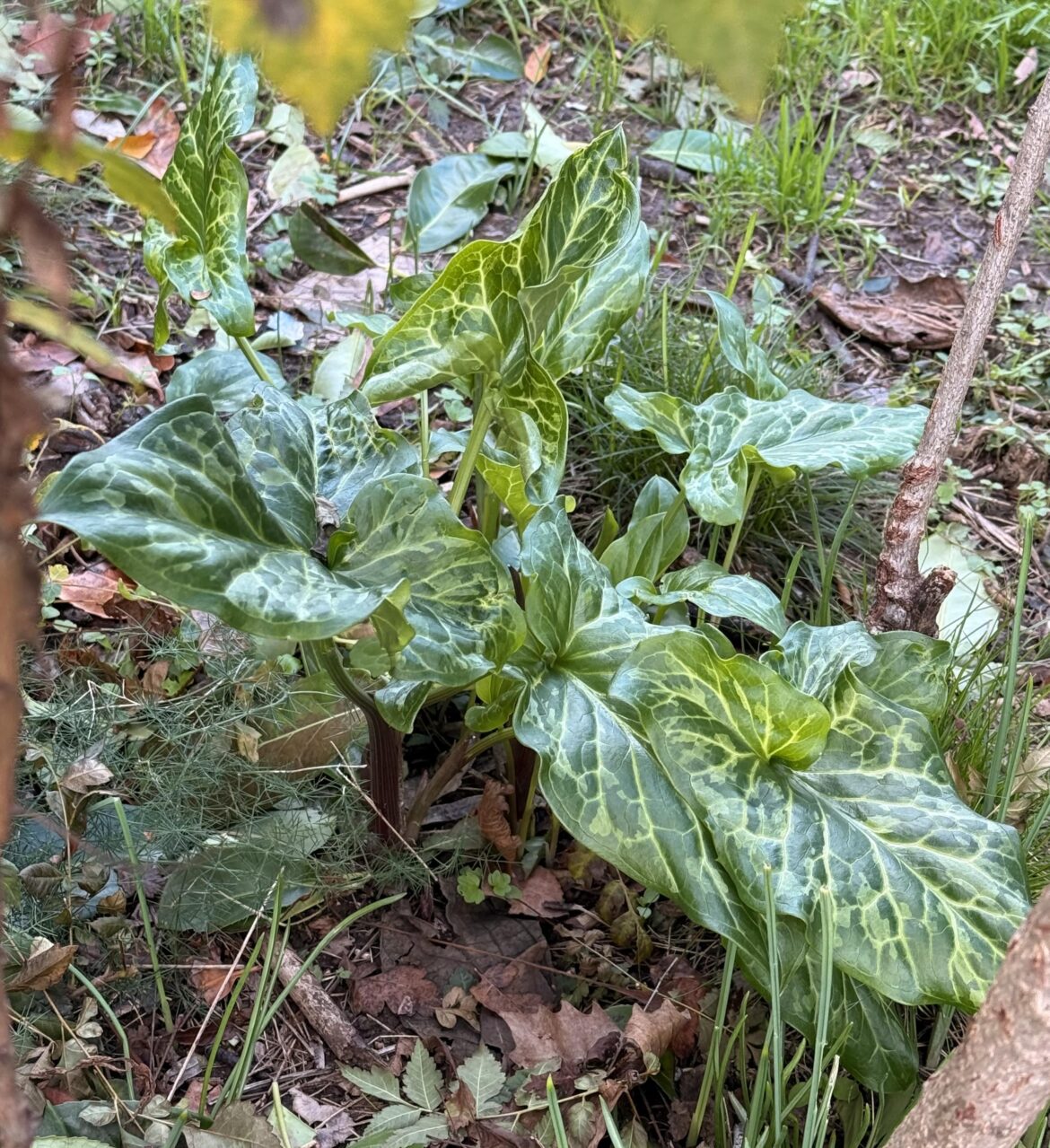 In my university garden
