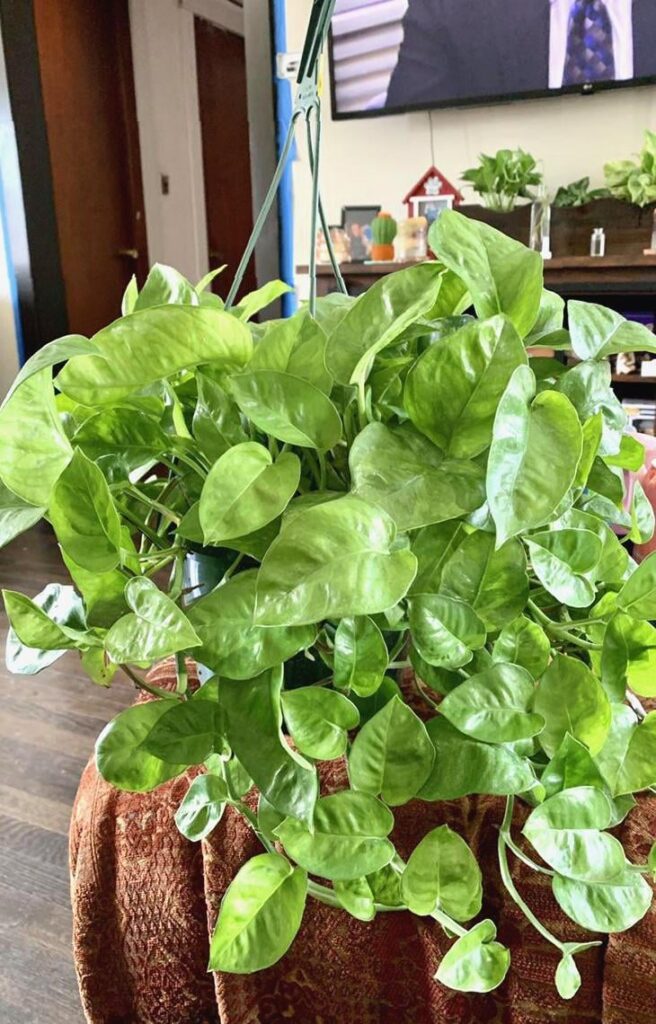 [US] Anyone interested in Emerald Pothos cuttings? Willing to swap too depending on what you have