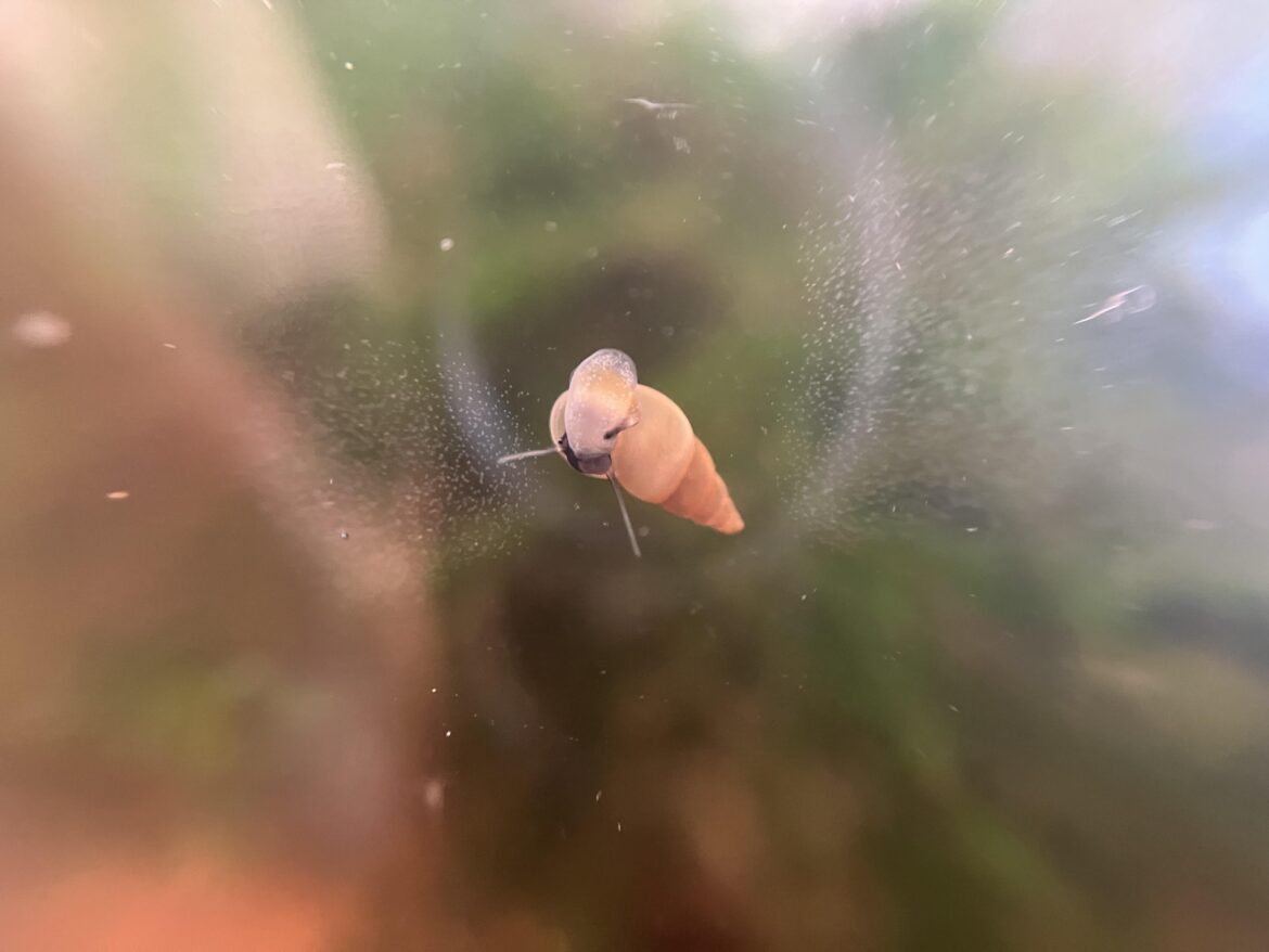 C'est quoi, ce snail ?