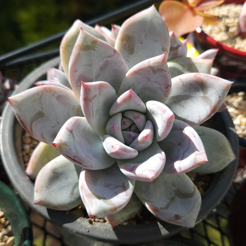 Echeveria colorata fa. colorata [Echeveria colorata fa. colorata Walther, 1972]