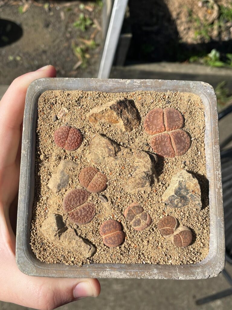 Lithops naturally staging