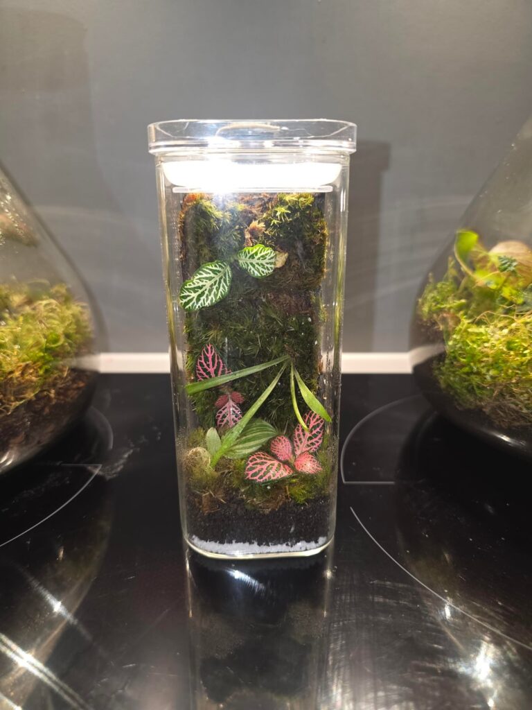 First attempt at a Moss Wall terrarium