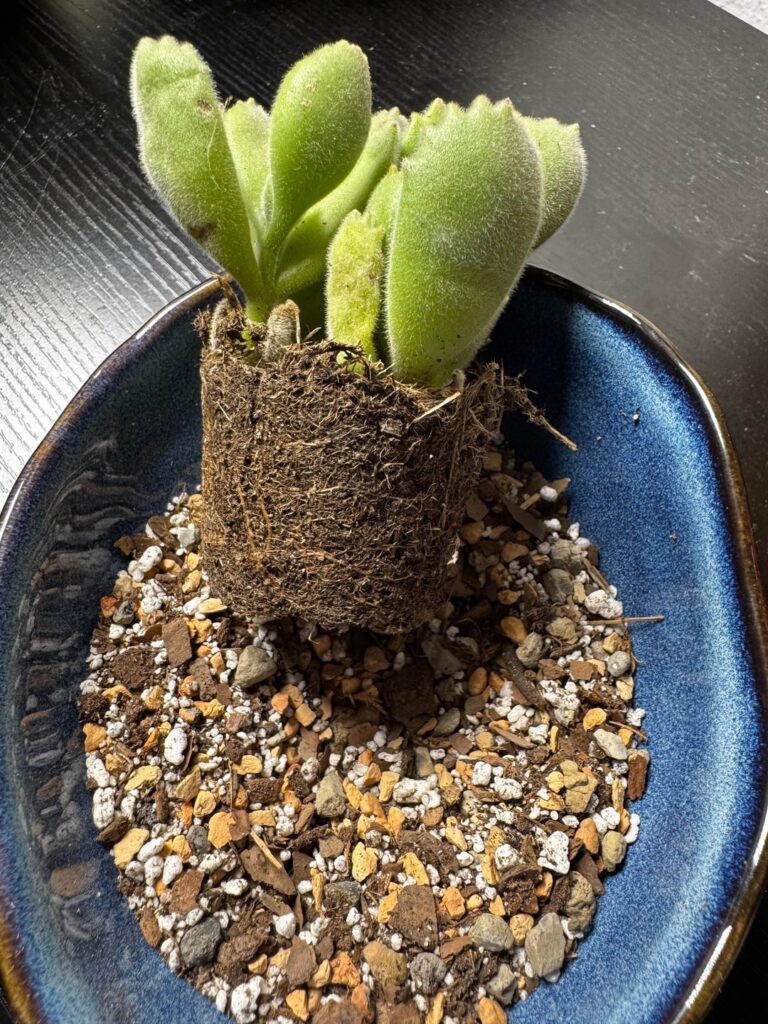 Should I remove this peat moss and repot bare root?
