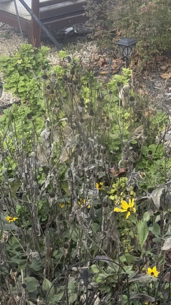 Always fun to find new species visiting!