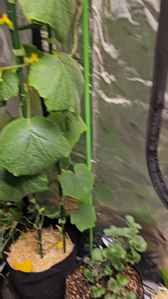 My basement garden is coming along.