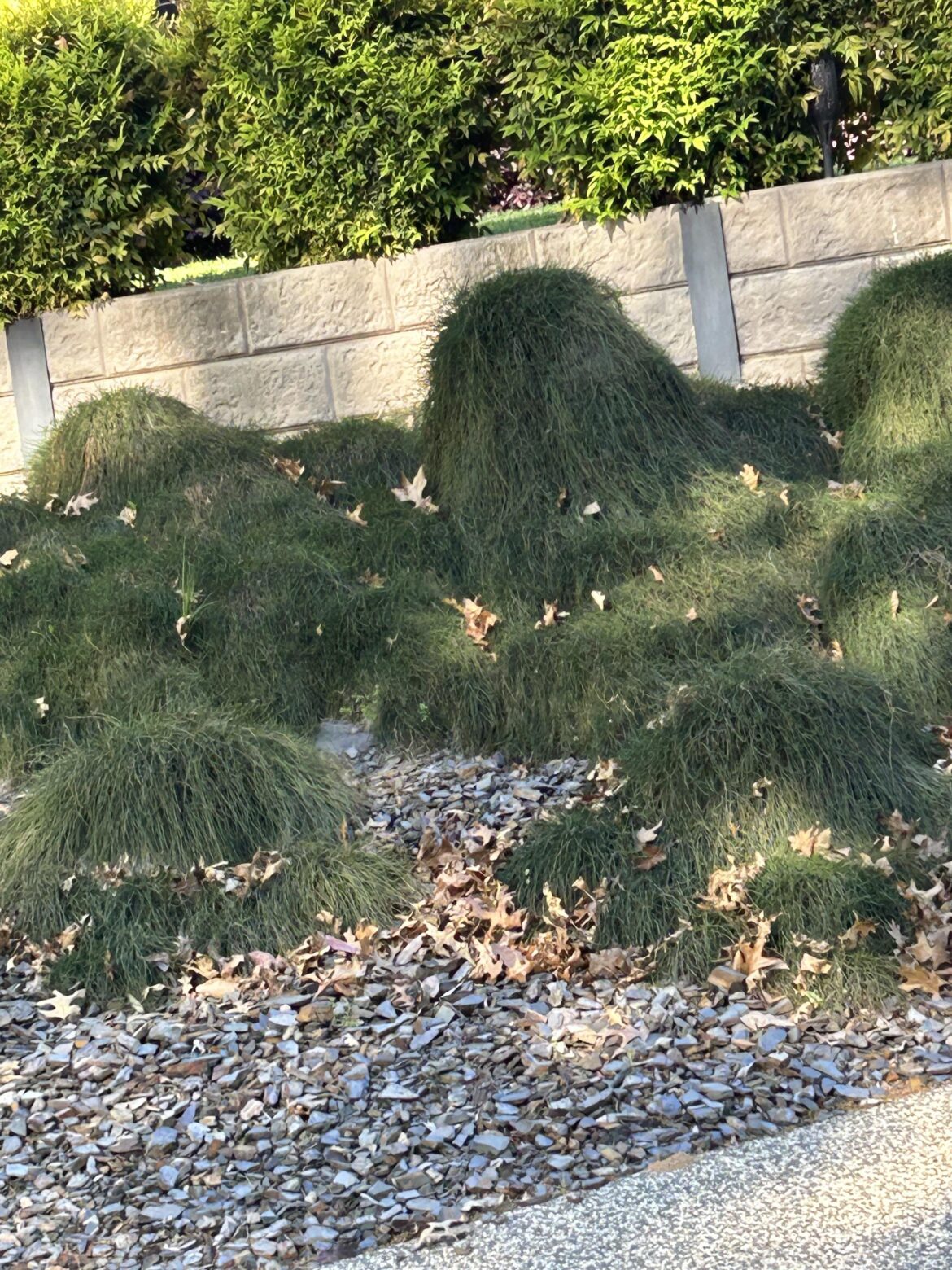 What is the name of this plant?