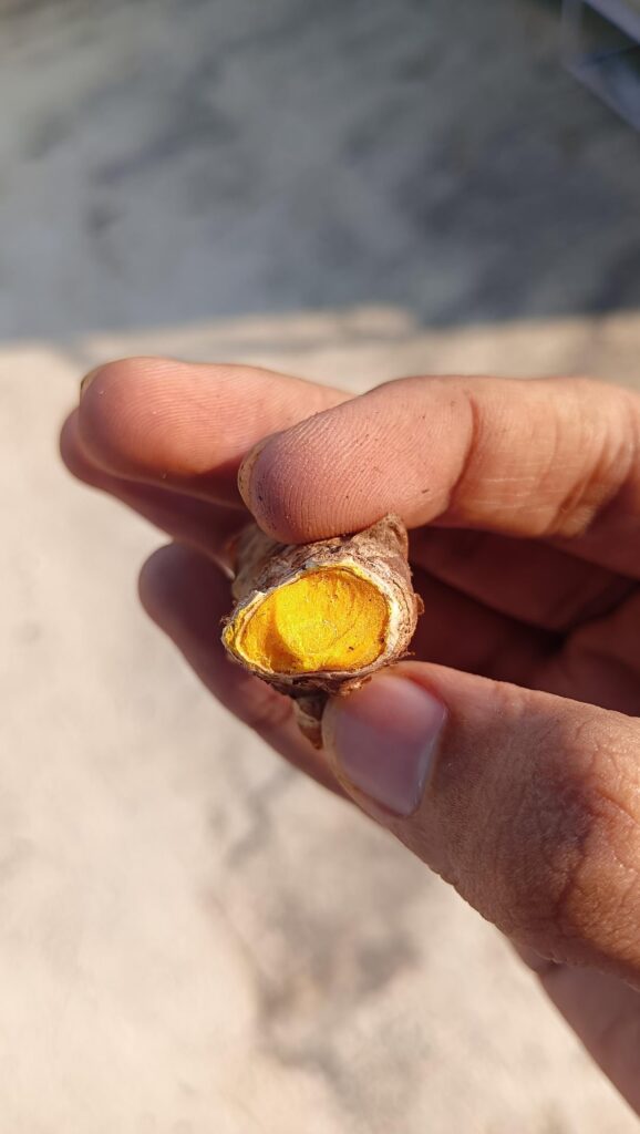 grew this turmeric in my garden