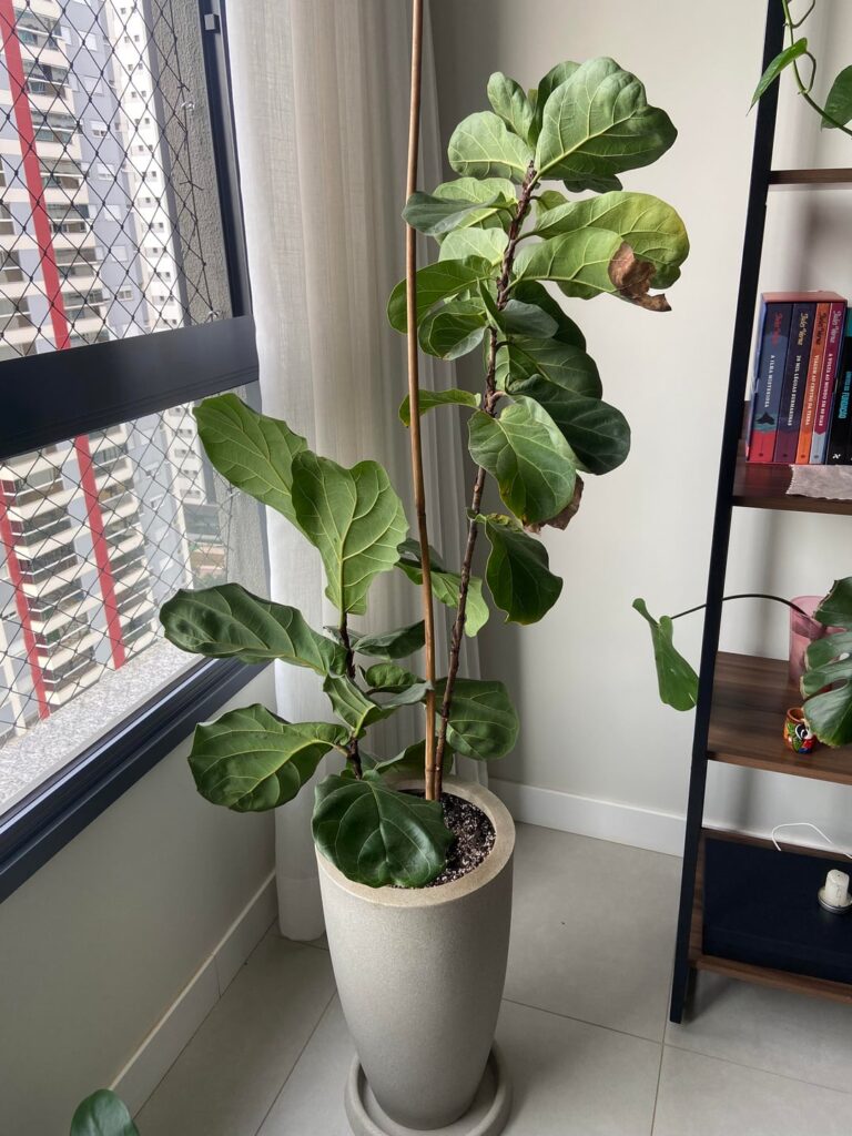 Can I prune it like this?