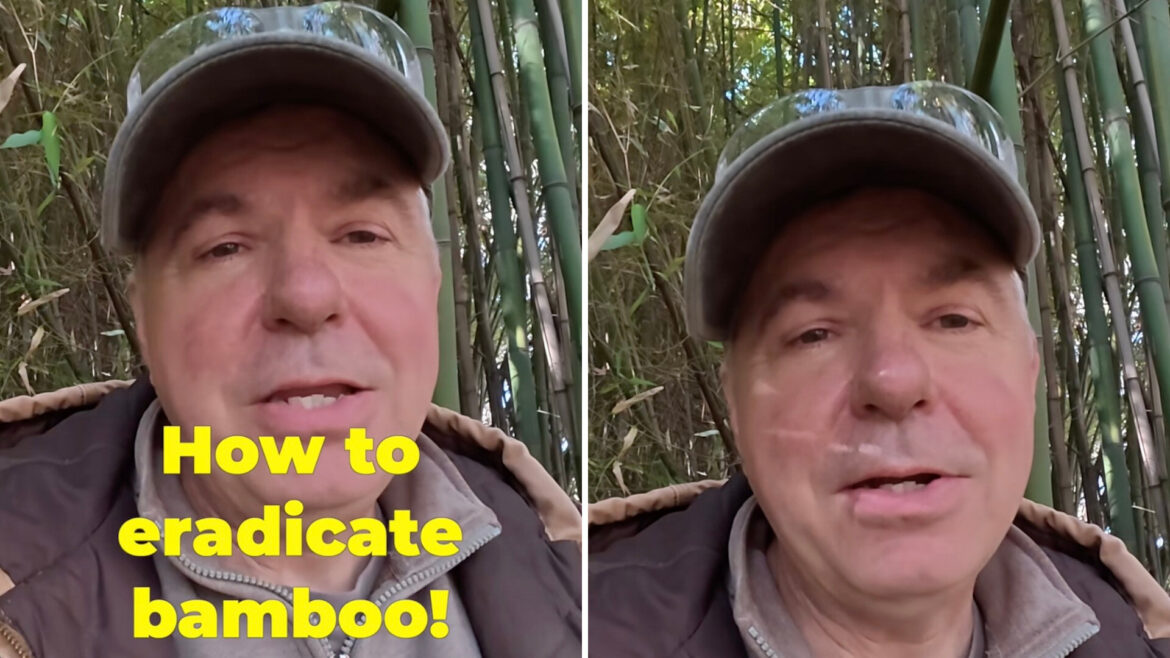 ‘Get out there right away’ One gardener has a clever method for bamboo eradication without using chemicals.