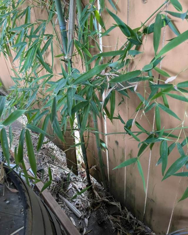Bamboo is almost impossible to contain, as one Reddit user discovered when their barrier failed to keep the plant in check.