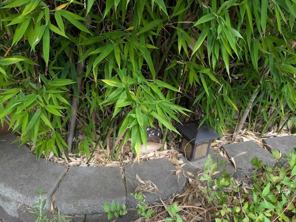 Bamboo is almost impossible to contain, as one Reddit user discovered when their barrier failed to keep the plant in check.