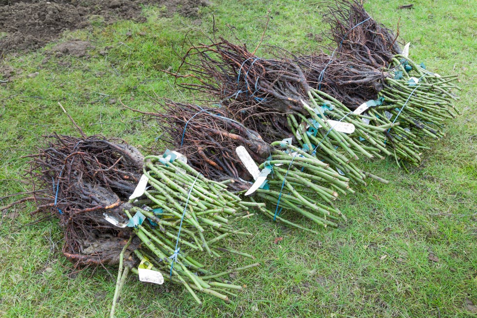 bare root rose plants, shrub roses bare rooted for planting a rose hedge, uk