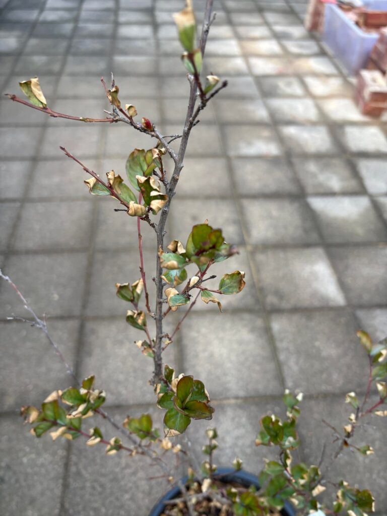 Why is my crepe Myrtle looking like this?