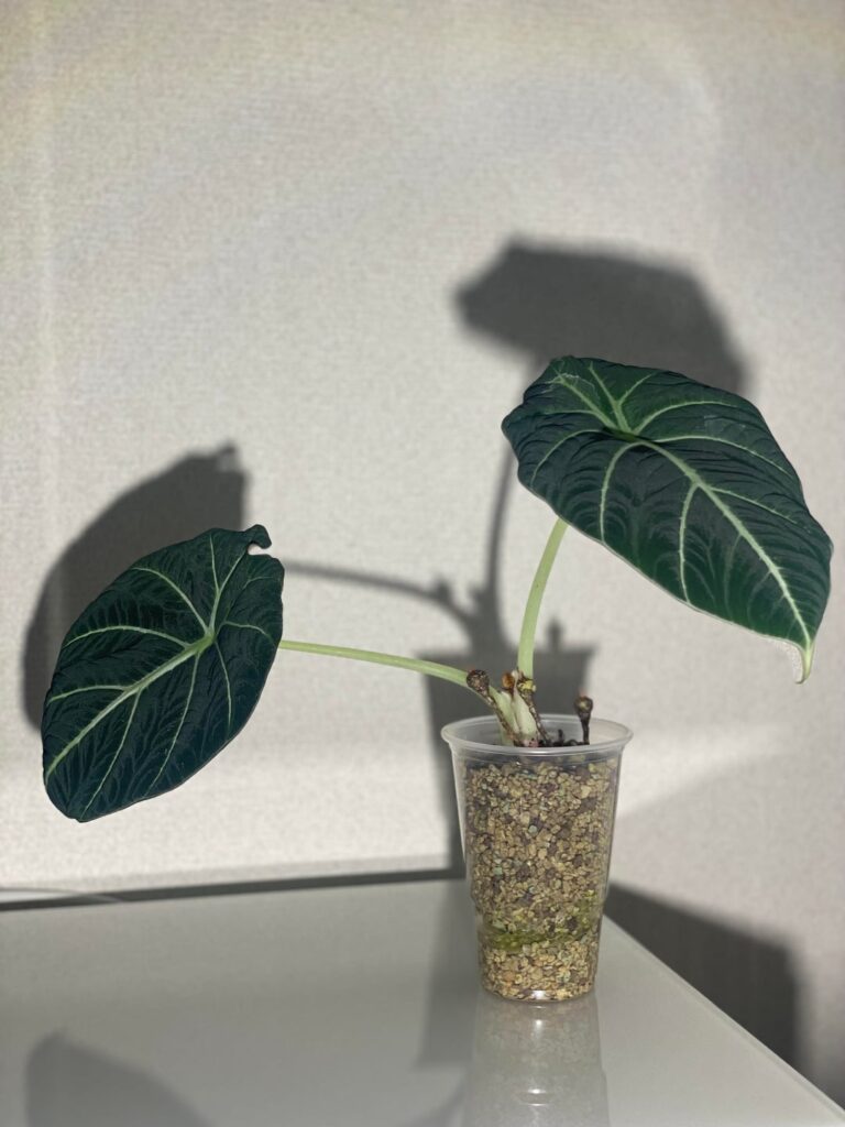 my black velvet has long corms?