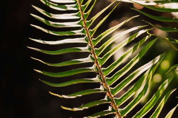 Magical fern at the Sonoma Botanical Garden. (Richie Cross (@richies_lens)/Index-Tribune)