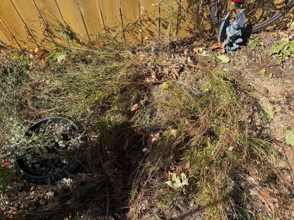 Pink Gaura Lying Flat