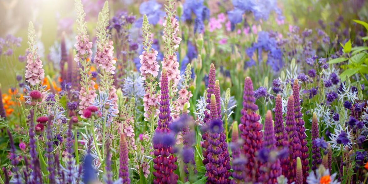 7 Fall Gardening Mistakes That Could Ruin Your Perennials 7 Fall Gardening Mistakes That Could Ruin Your Perennials