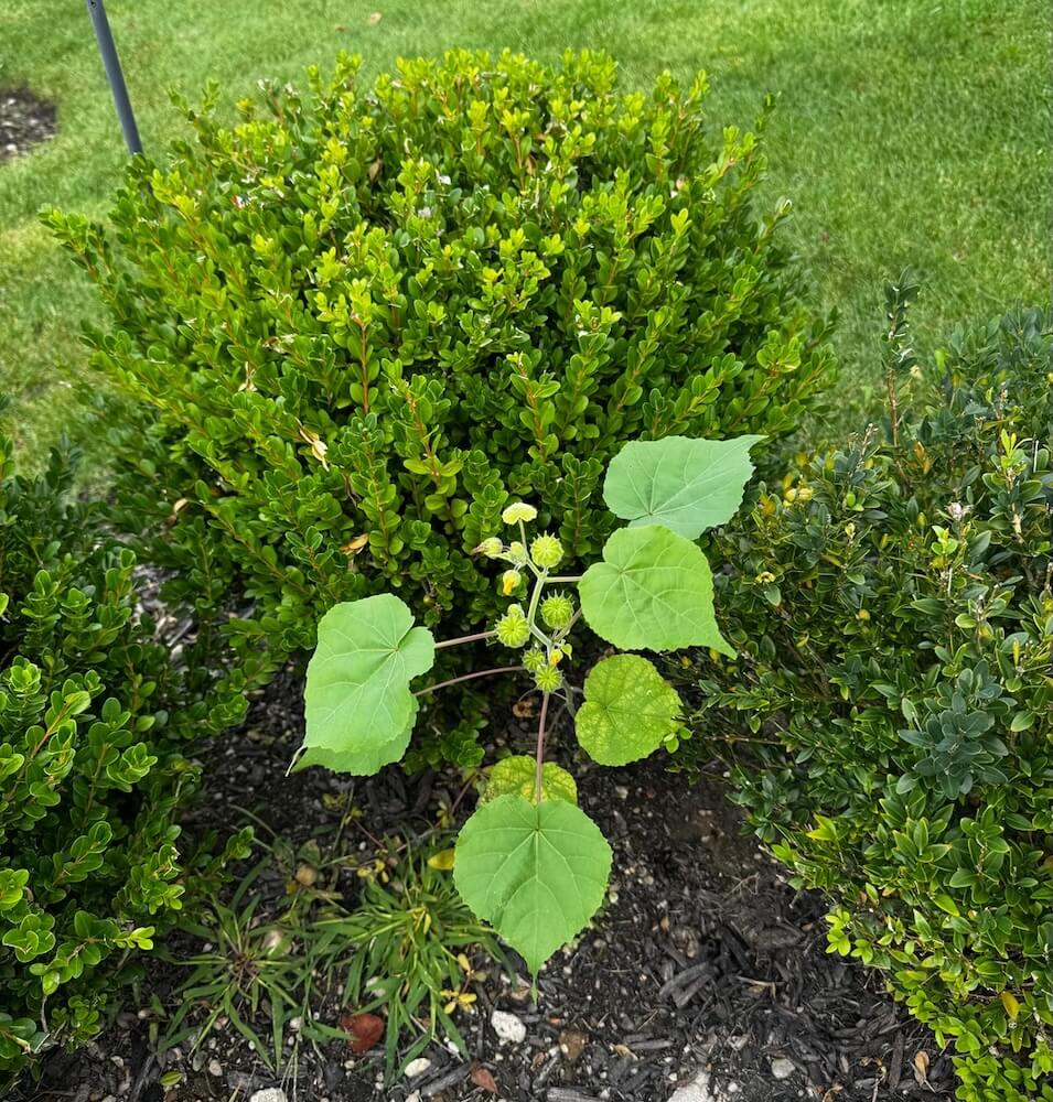 A gardener on Reddit shared a series of photos of a pesky velvetleaf they'd been dealing with for months.