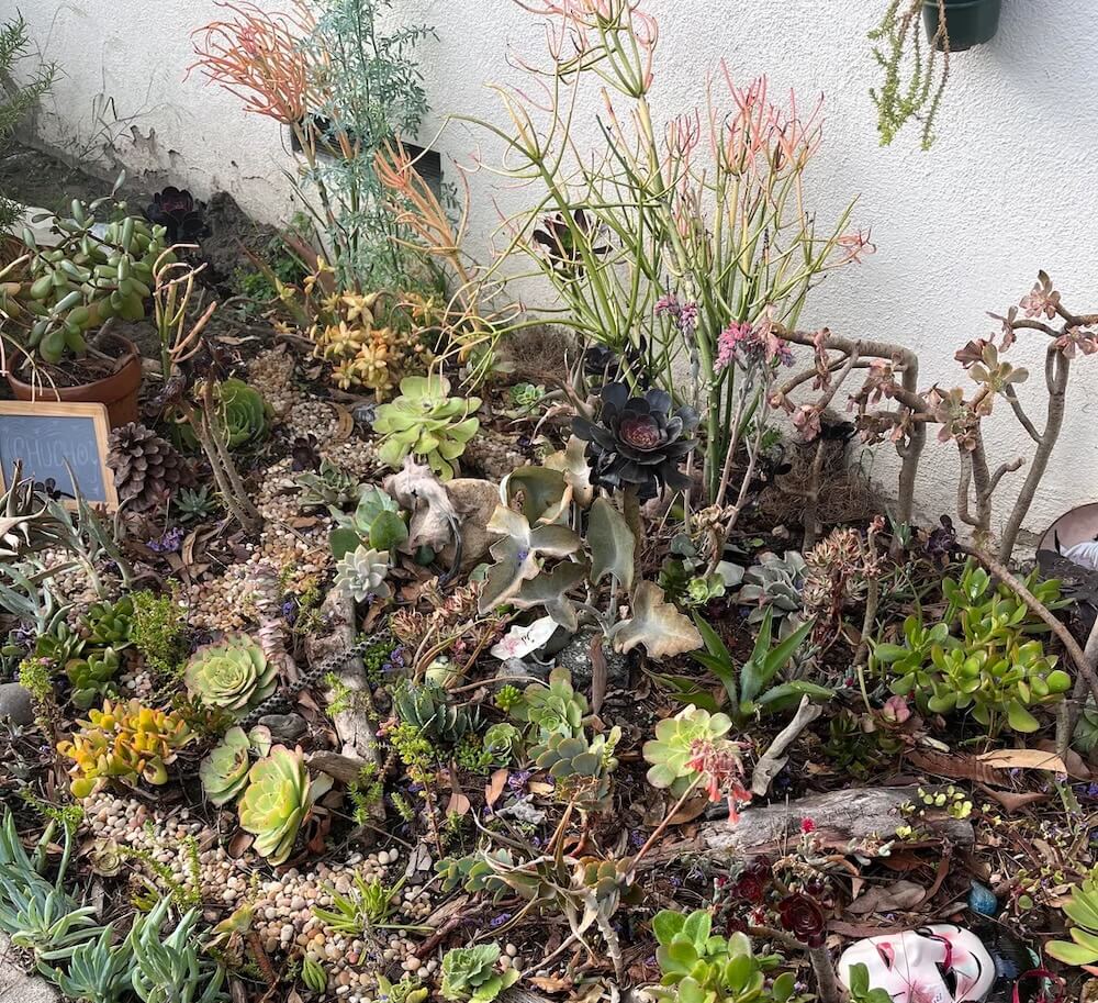 One gardener shared how they transformed their yard into a vibrant native garden, encouraging others to do the same.