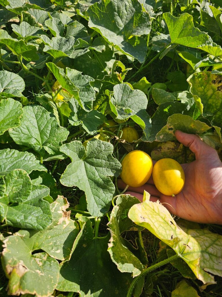 Does anyone know what plant/fruit this is??