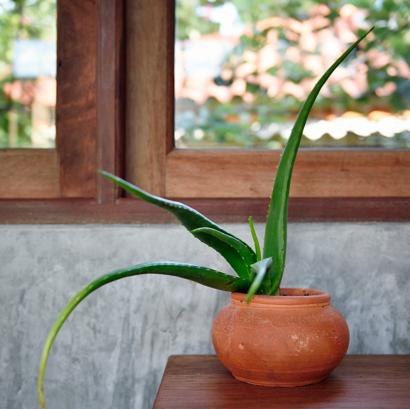 best plants for bedroom aloe vera