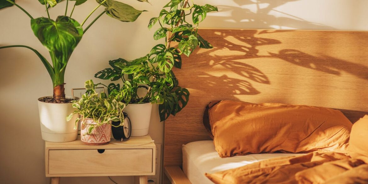 15 Best Plants for the Bedroom Close