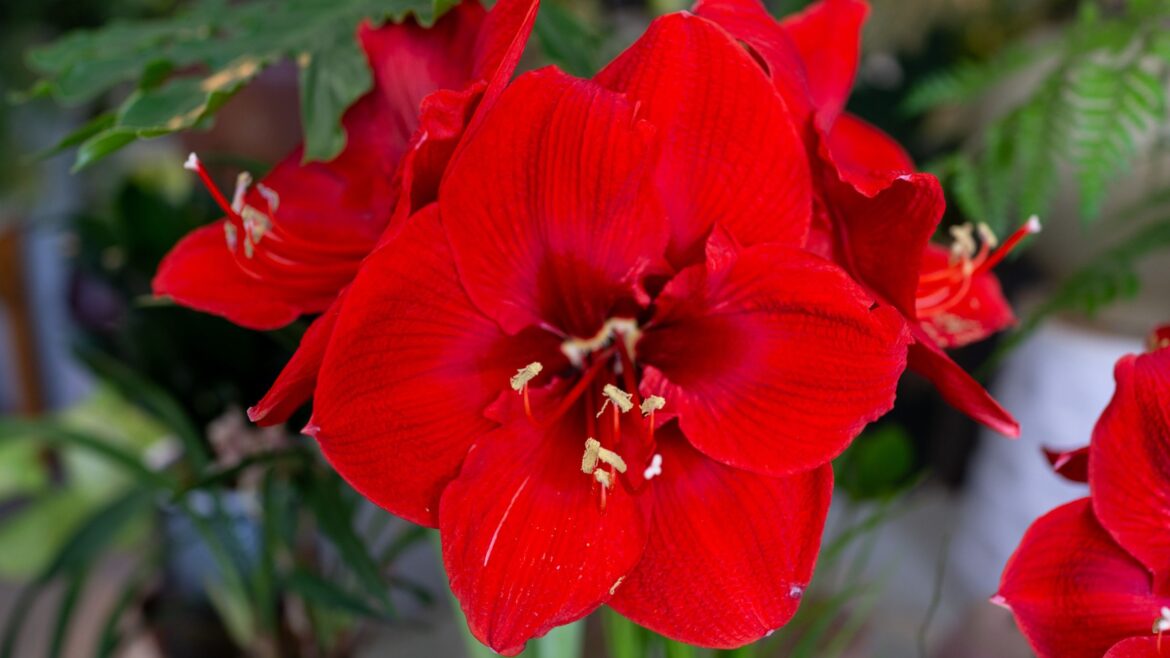 Now’s your last chance to plant amaryllis for Christmas blooms Now's your last chance to plant amaryllis for Christmas blooms