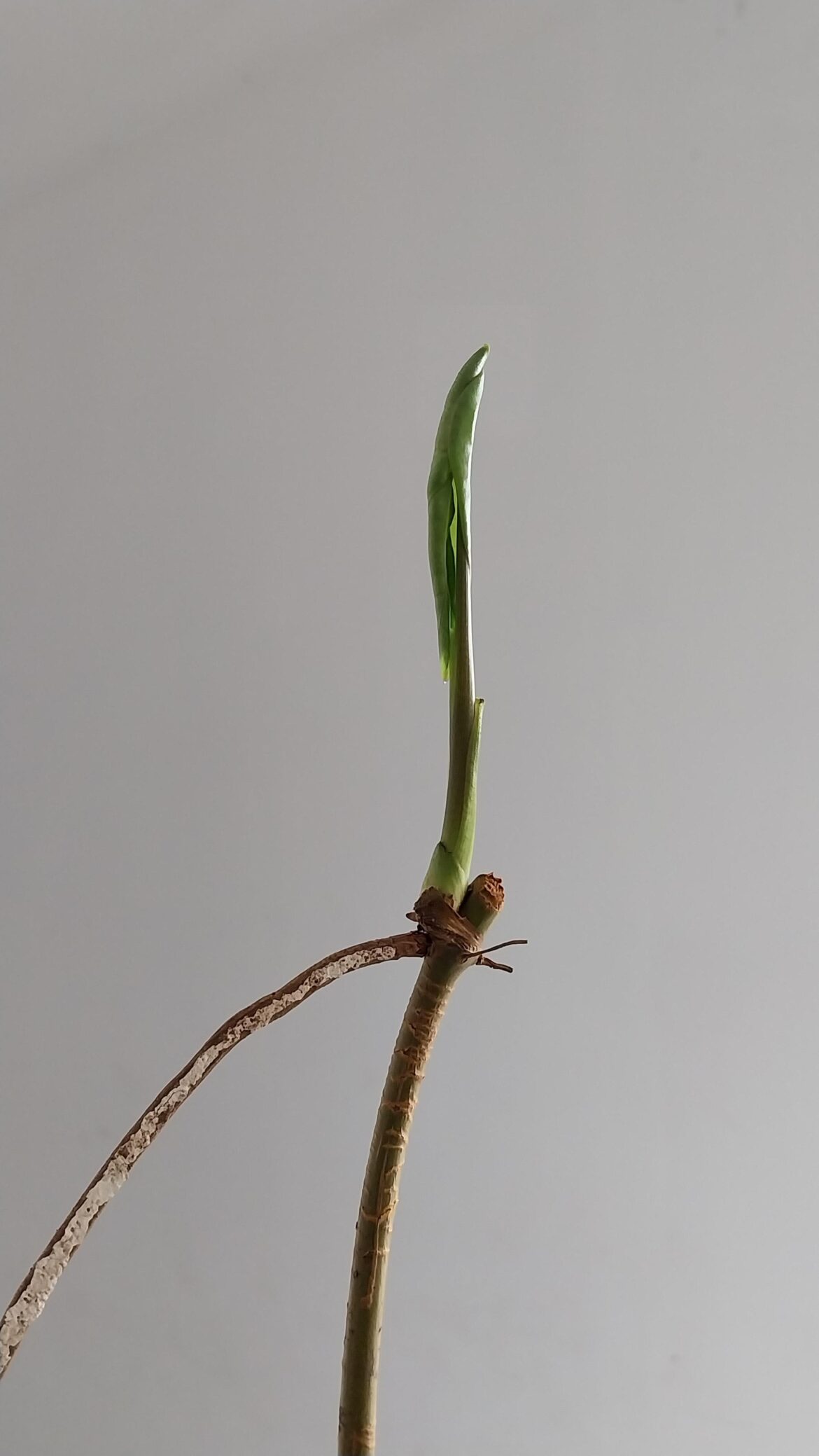 What plant is it?