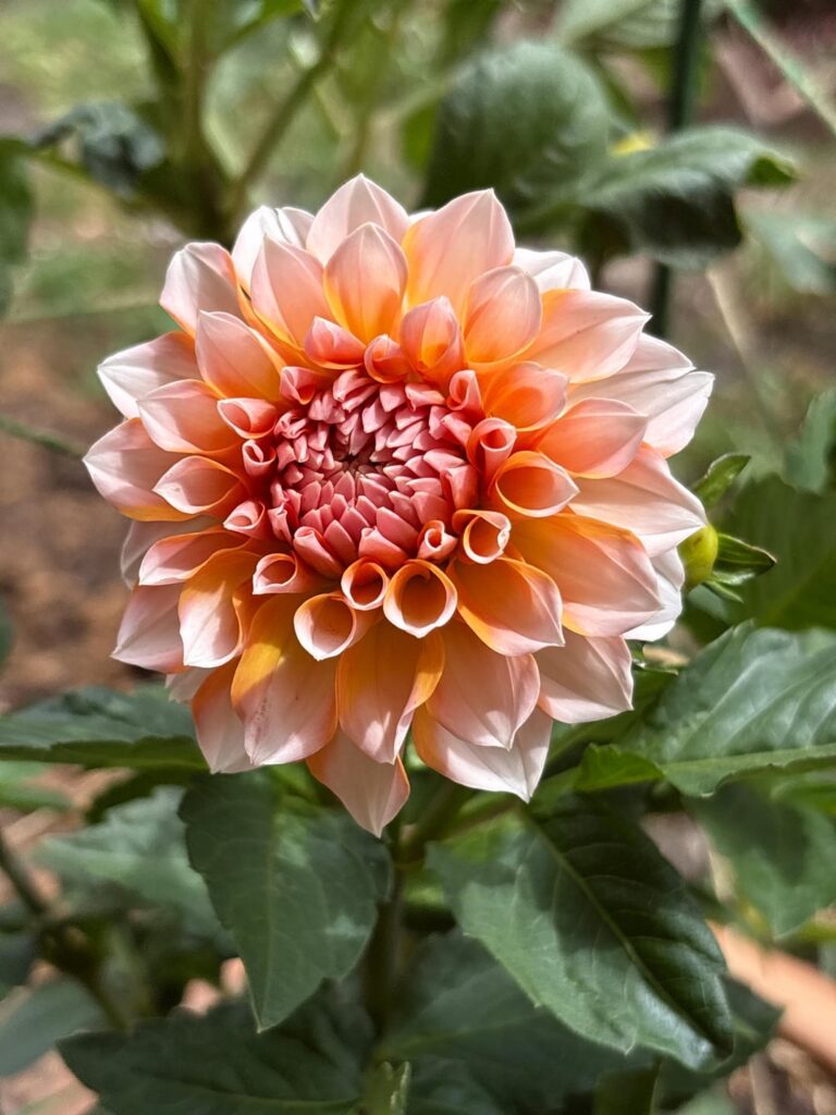 My first blooms of the season, but who is she? My first blooms of the season, but who is she?