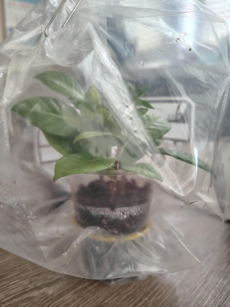 Help me grow my Gardenia